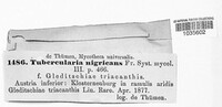 Image of Tubercularia nigricans